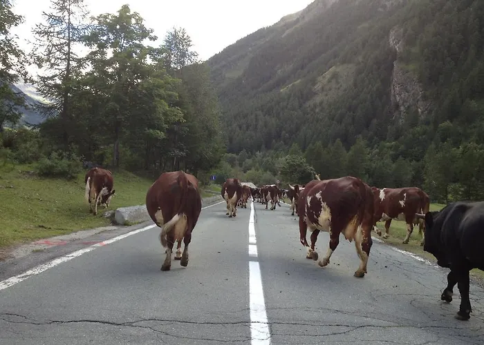 Grivola 酒店 瓦尔萨瓦伦凯